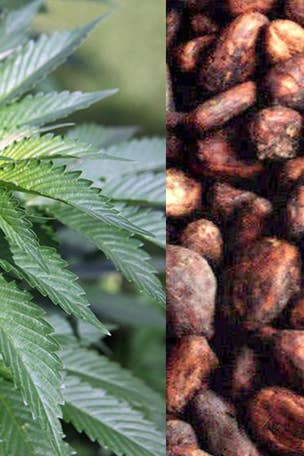 Is pot-infused coffee healthy?