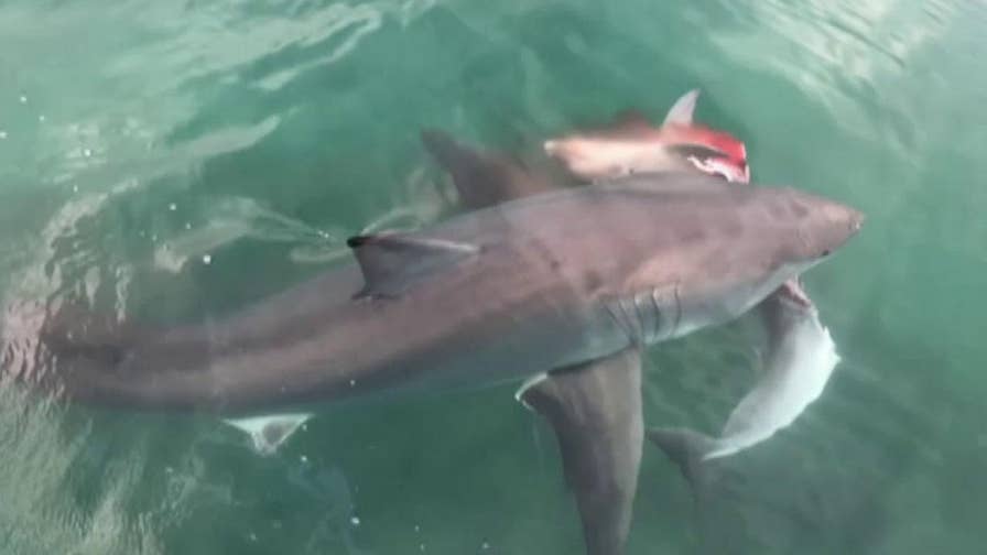 Great White Shark Kills Dolphin Loses Meal To Even Bigger Shark Fox News