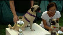 Dozens of dogs take place in Berlin's international pug race.
