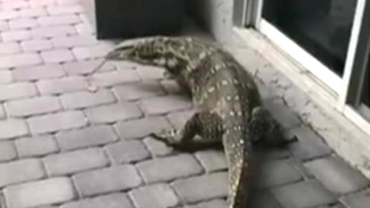 Image result for Giant lizard in Florida evades capture, torments family: It's 'terrifying to look at'