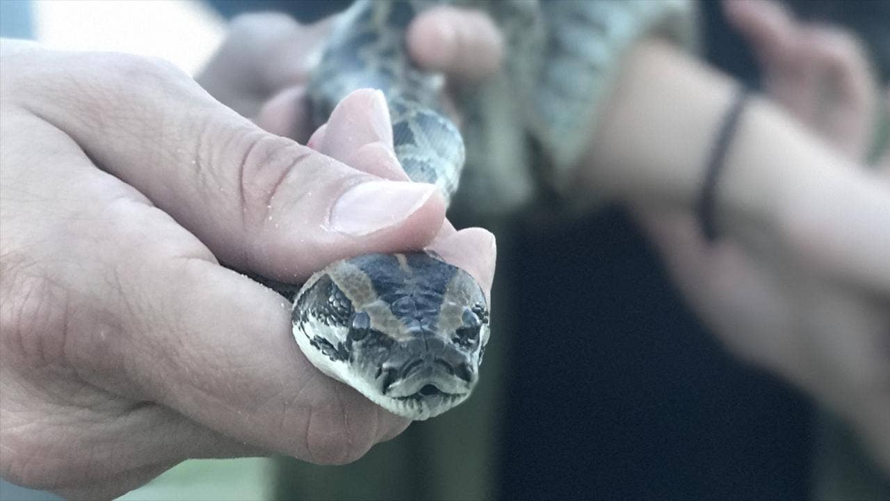 Hybrid python threat has spread beyond Florida Everglades, DNA study shows