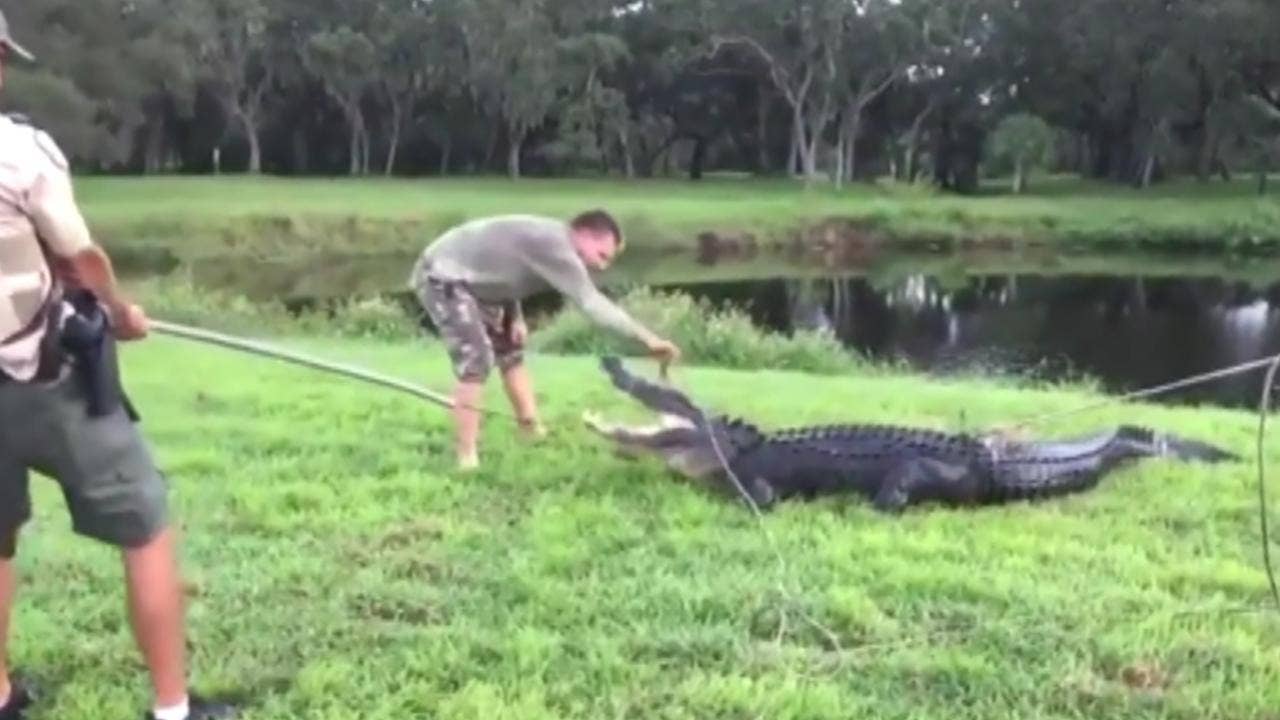 Image result for Florida disc golfer bitten by alligator in pond
