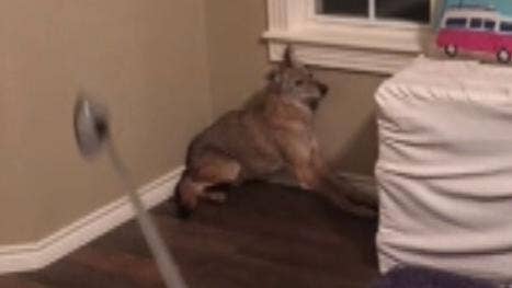 Oklahoma woman mistakes coyote for dog, awakes to wild animal in bedroom: 'He lunged at the door'