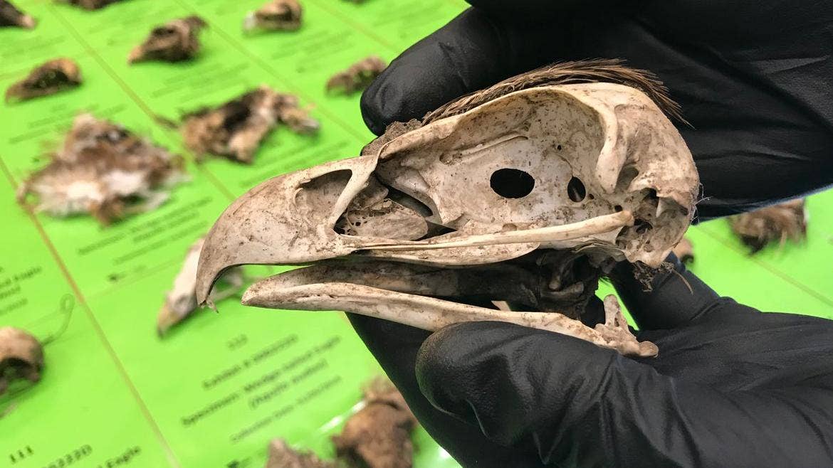 Shocking eagle slaughter: Mass poisoning killed 137 birds of prey