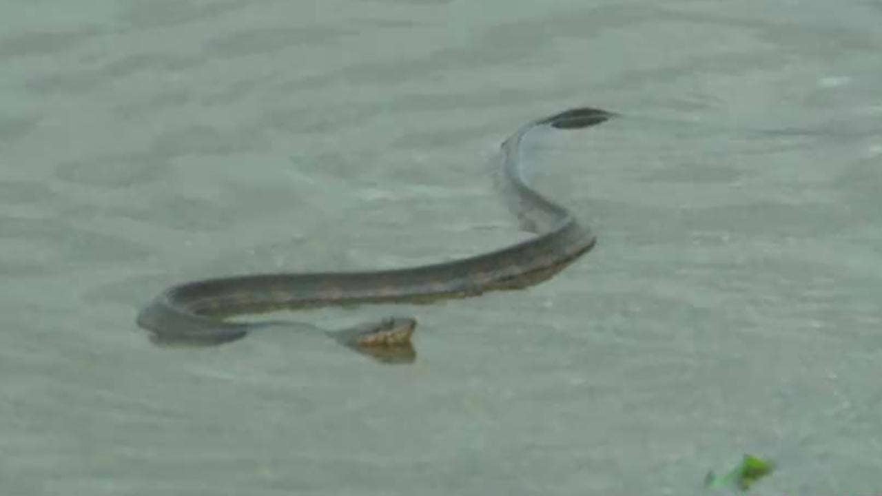 Florence could sweep venomous snakes into floodwaters