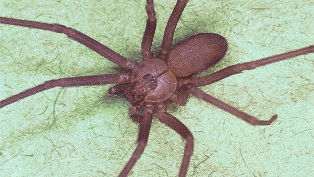 Georgia woman finds 30 brown recluse spiders inside new house: 'We should just burn it down'