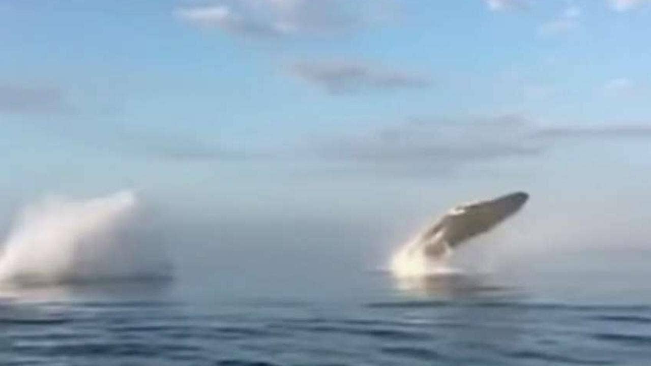 Whales spyhop in triple breach, giving tourists rare treat