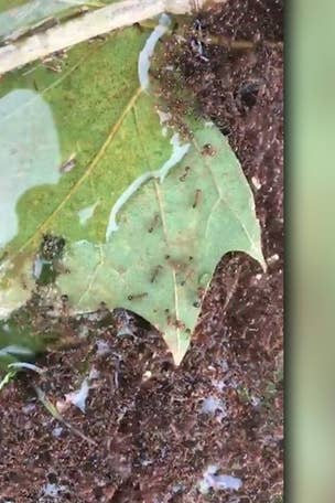 Florence causes 'islands' of floating fire ants