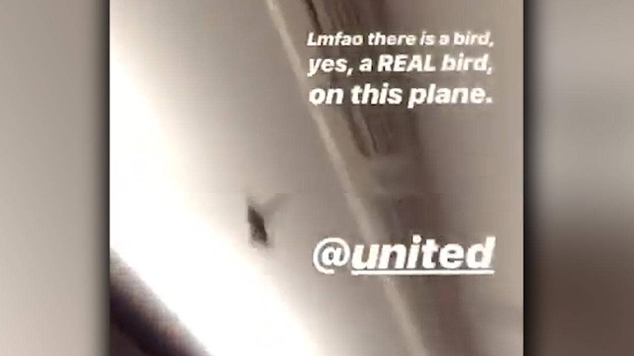 Bird boards United flight at San Francisco airport