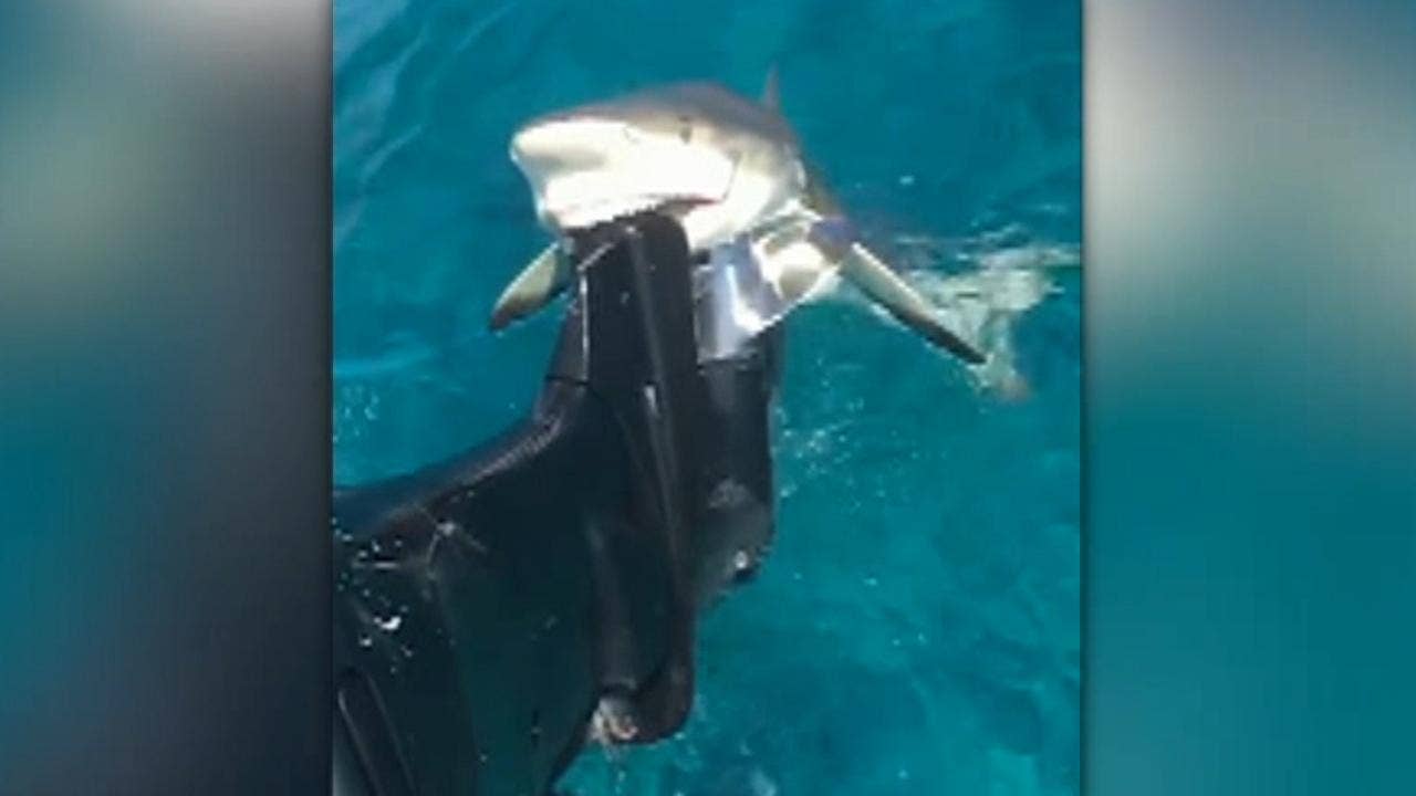 Shark in Bahamas tries eating fisherman's boat motor