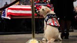 LEVIN: It's doggone crazy to blast Bush 41's service dog 'Sully'
