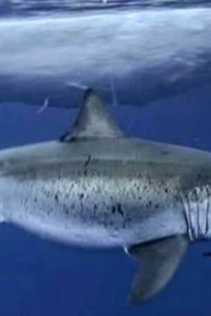 Biggest great white ever spotted near Hawaii