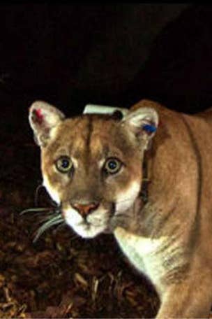 Mountain lions terrorize Colorado town