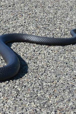 Huge snake slithers on to woman’s roof