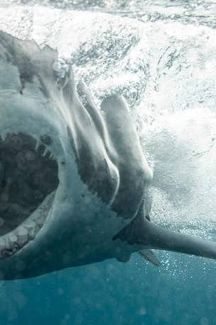 Great white shark heads toward Outer Banks