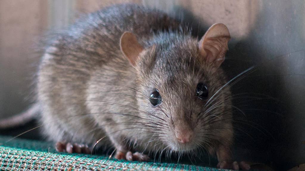 Rats overtaking NYC – even Hollywood star’s mom is complaining