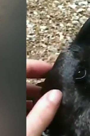 Bunny or bird -- What do you see?
