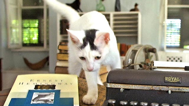 Cats at Hemingway museum at center of legal battle
