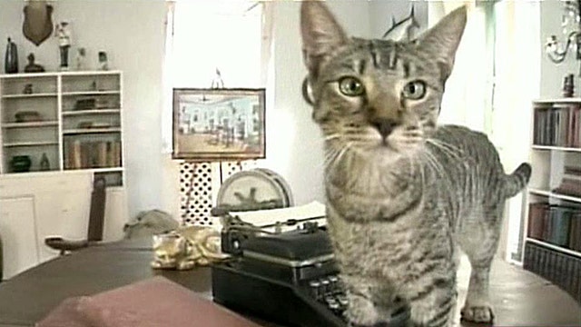 Legal battle over cats at Hemingway Museum