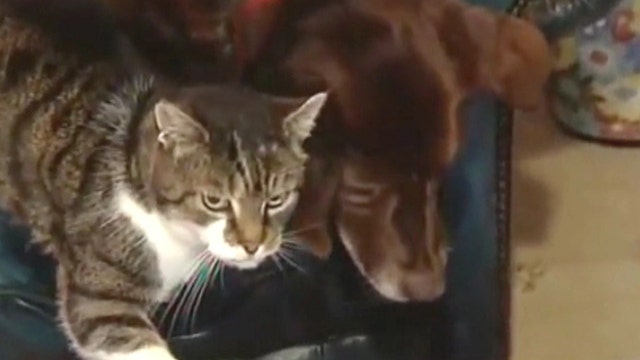Fox Flash: Seeing eye cat helps blind dog
