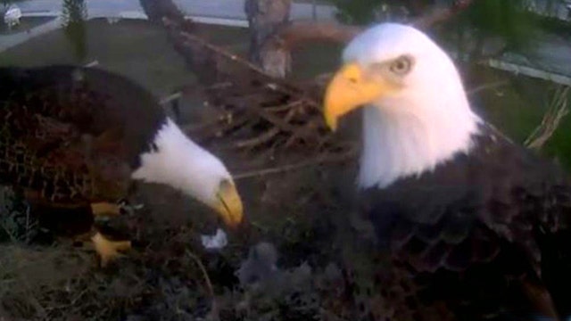 Bald eagle birth broadcast around the world