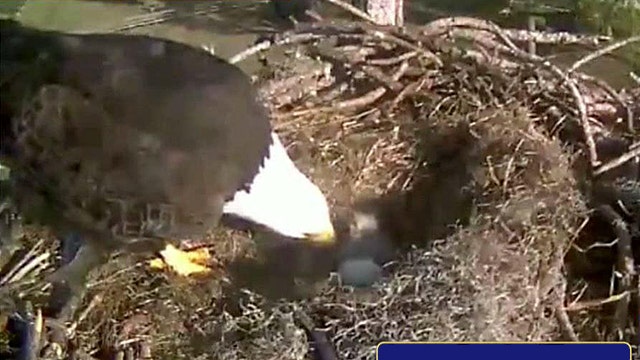 Webcam captures eagle family live