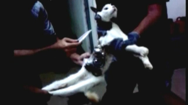 Contraband cat busted breaking into Brazilian prison