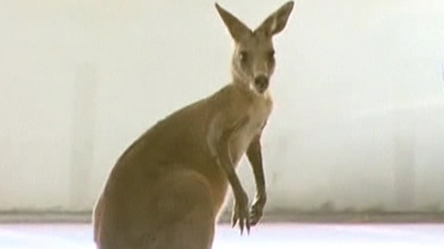 Rouge 'roo gives cops the hop-around