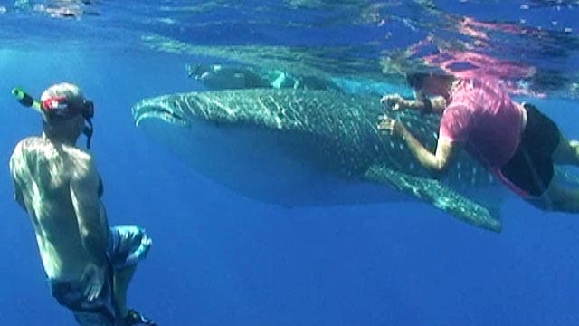 Giant whale shark surprises tourists in Hawaii