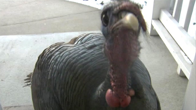 'Peeping Tom' turkey terrorizes neighborhood