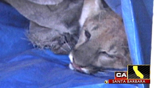 Across America: Mountain lion taken down in Santa Barbara