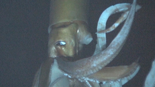 Giant squid caught on tape for first time in natural habitat