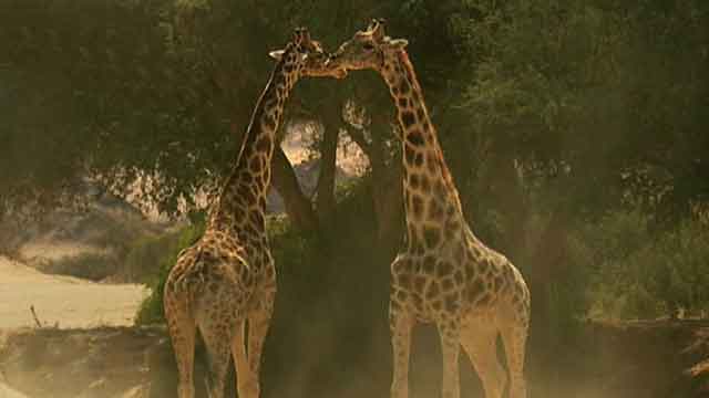 Documentary takes journey through Africa's diverse wildlife