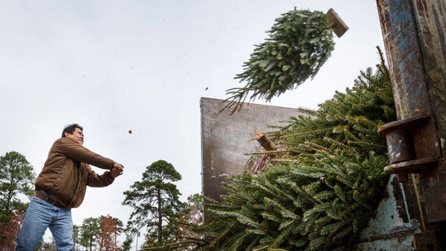 Christmas trees turned to fuel