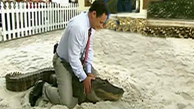 Fox Flash: 'Gator Boys'