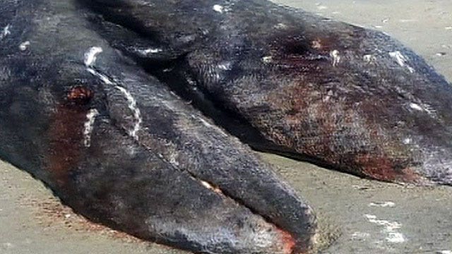Scientific oddity: Conjoined whale calves wash ashore