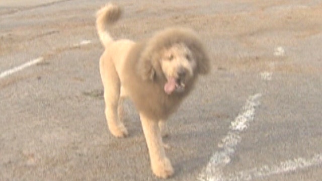 'Lion' on the loose causes scare in Virginia