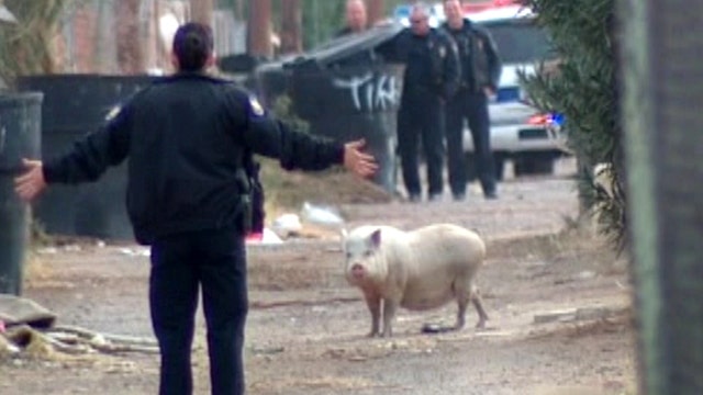 Big pig gives cops the slip