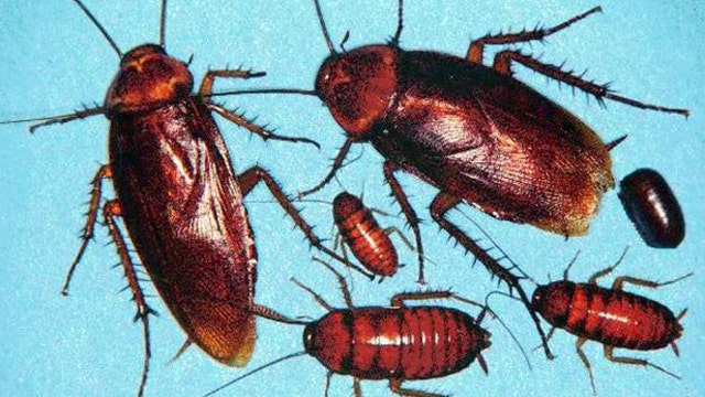 Doctors pull cockroach from Australian man's ear