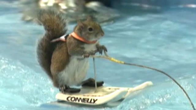 Twiggy mesmerizes crowds with waterskiing skills