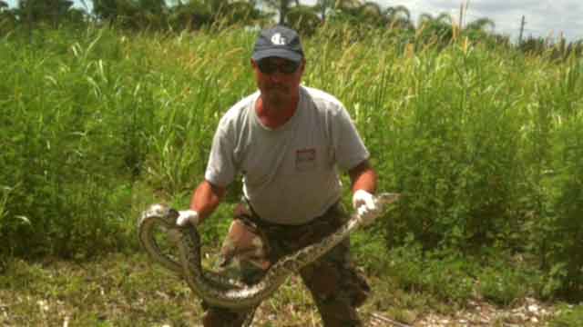 Florida's 'Python Challenge' draws hundreds