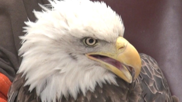 Bald eagle rescued after getting stuck in coyote trap