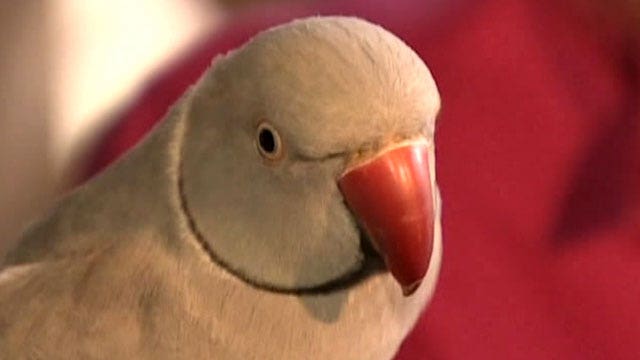 Parrot saves family from fire