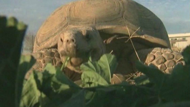 Missing 100-pound tortoise returns home after one year