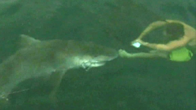 Shark stunt takes near fatal turn for daredevil 