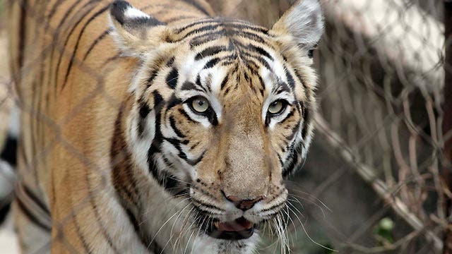 Tiger on the loose in India 
