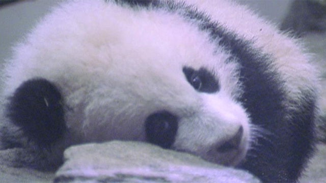 New baby panda makes public debut