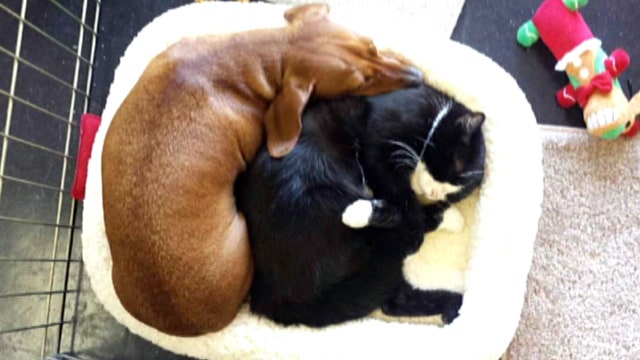 Dog and quadriplegic cat are inseparable