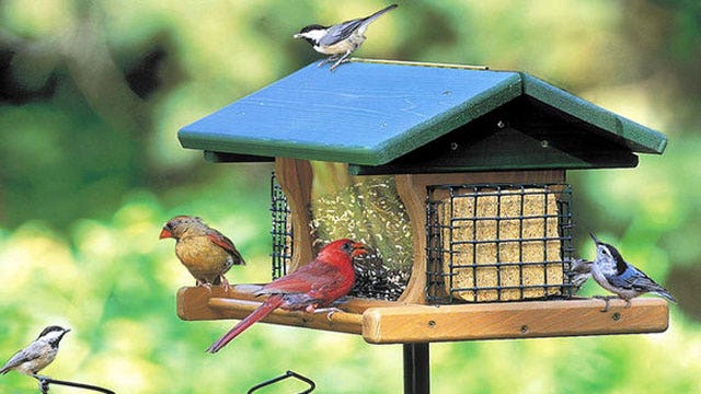 Couple facing $1,000 fine a day for feeding birds