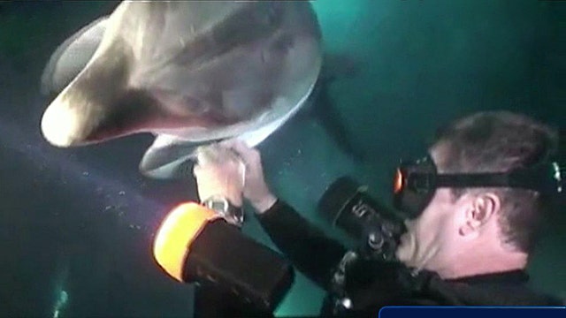 Injured dolphin seeks help from divers